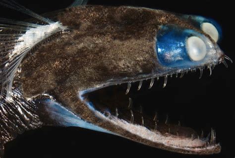 TELESCOPEFISH .